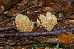 Ramaria stricta / Steife Koralle / Ramariaceae / Korallenartige 