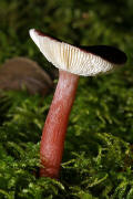 Russula queletii / Stachelbeer-Tubling / Russulaceae / Tublingsverwandte