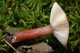 Russula queletii / Stachelbeer-Tubling / Russulaceae / Tublingsverwandte