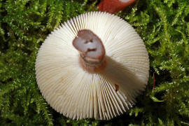 Russula queletii / Stachelbeer-Tubling / Russulaceae / Tublingsverwandte