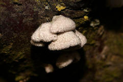 Schizophyllum commune / Gemeiner Spaltblttling / Schizophyllaceae / Spaltblttlingsverwandte