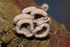 Schizophyllum commune / Gemeiner Spaltblttling / Schizophyllaceae / Spaltblttlingsverwandte