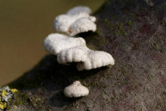 Schizophyllum commune / Gemeiner Spaltblttling / Schizophyllaceae / Spaltblttlingsverwandte