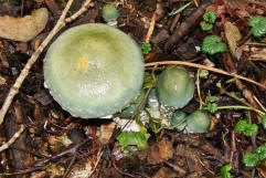 Stropharia caerulea / Grnblauer Truschling / Strophariaceae / Truschlingsverwandte