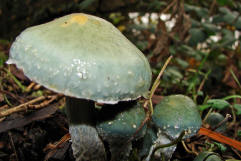 Stropharia caerulea / Grnblauer Truschling / Strophariaceae / Truschlingsverwandte