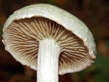 Stropharia caerulea / Grnblauer Truschling / Strophariaceae / Truschlingsverwandte