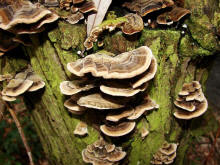 Trametes versicolor / Schmetterlings-Tramete / Polyporaceae / Stielporlingsverwandte