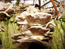 Trametes versicolor / Schmetterlings-Tramete / Polyporaceae / Stielporlingsverwandte