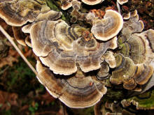 Trametes versicolor / Schmetterlings-Tramete / Polyporaceae / Stielporlingsverwandte