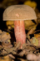 Xerocomus pruinatus / Bereifter Rotfurhrling / Boletaceae / Dickrhrlingsverwandte