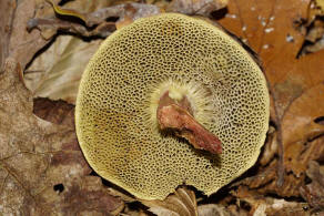 Xerocomus pruinatus / Bereifter Rotfurhrling / Boletaceae / Dickrhrlingsverwandte