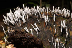 Xylaria hypoxylon / Geweihfrmige Holzkeule / Xylariaceae / Holzkeulenverwandte