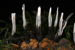 Xylaria hypoxylon / Geweihfrmige Holzkeule / Xylariaceae / Holzkeulenverwandte