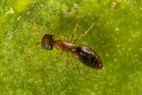 Cephalonomia rufa Kieffer, 1906 / Plattwespen - Bethylidae - Bethylinae / Ordnung: Hautflgler - Hymenoptera