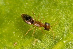 Cephalonomia rufa Kieffer, 1906 / Plattwespen - Bethylidae - Bethylinae / Ordnung: Hautflgler - Hymenoptera