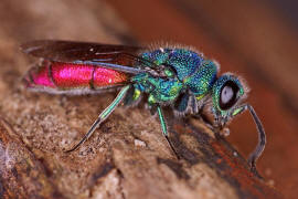 Chrysis ignita s. str. / Feuergoldwespe / Goldwespen - Chrysididae / Ordnung: Hautflügler - Hymenoptera