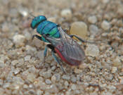 Hedychrum niemelaei / Sand-Goldwespe / Mnnchen (Chrysididae)