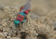 Hedychrum niemelaei / Sand-Goldwespe / Weibchen (Chrysididae)