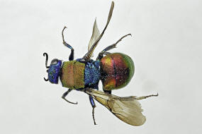 Hedychrum nobile / Sand-Goldwespe / Goldwespen - Chrysididae / Ordnung: Hautflgler - Hymenoptera