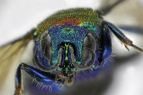 Hedychrum nobile / Sand-Goldwespe / Goldwespen - Chrysididae / Ordnung: Hautflgler - Hymenoptera