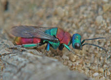 Hedychrum nobile / Sand-Goldwespe / Goldwespen - Chrysididae / Ordnung: Hautflgler - Hymenoptera