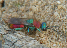 Hedychrum nobile / Sand-Goldwespe / Goldwespen - Chrysididae / Ordnung: Hautflgler - Hymenoptera