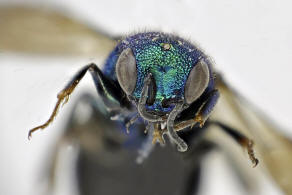 Holopyga fastuosa generosa (Frster, 1853) / Goldwespen - Chrysididae