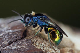 Omalus aeneus / Ohne deutschen Namen / Goldwespen - Chrysididae