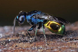 Omalus aeneus / Ohne deutschen Namen / Goldwespen - Chrysididae