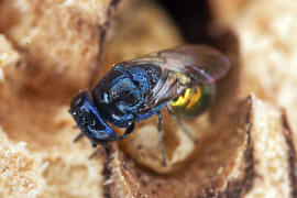 Omalus aeneus / Ohne deutschen Namen / Goldwespen - Chrysididae