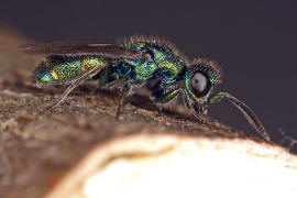 Trichrysis cyanea / Blaue Goldwespe / Goldwespen - Chrysididae