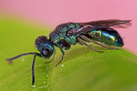 Trichrysis cyanea / Blaue Goldwespe / Goldwespen - Chrysididae