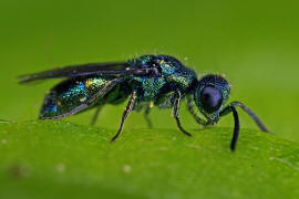 Trichrysis cyanea / Blaue Goldwespe / Goldwespen - Chrysididae