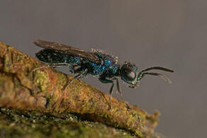 Trichrysis cyanea / Blaue Goldwespe / Goldwespen - Chrysididae