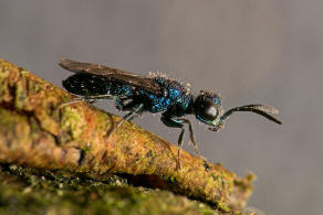 Trichrysis cyanea / Blaue Goldwespe / Goldwespen - Chrysididae