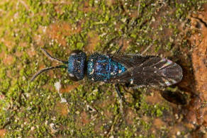 Trichrysis cyanea / Blaue Goldwespe / Goldwespen - Chrysididae