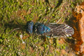 Trichrysis cyanea / Blaue Goldwespe / Goldwespen - Chrysididae