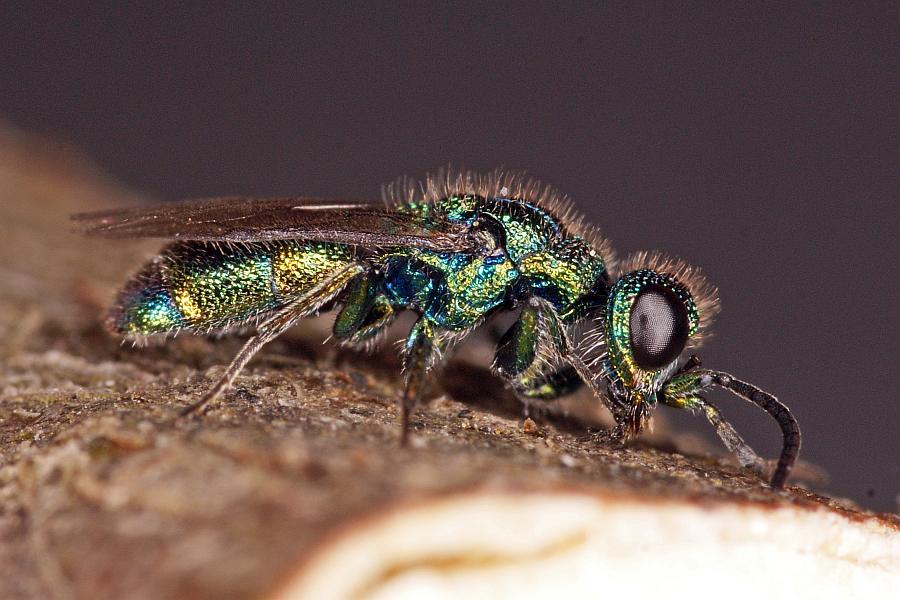 Trichrysis cyanea / Blaue Goldwespe / Goldwespen - Chrysididae