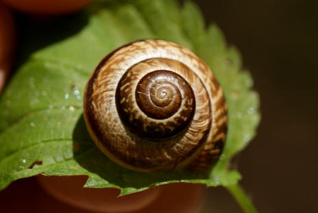  Arianta arbustorum / Gefleckte Schnirkelschnecke / Baumschnecke