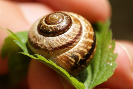  Arianta arbustorum / Gefleckte Schnirkelschnecke / Baumschnecke