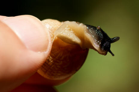  Arianta arbustorum / Gefleckte Schnirkelschnecke / Baumschnecke