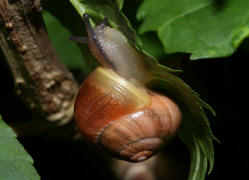 Cepaea hortensis / Garten-Bnderschnecke / Schnirkelschnecken - Helicidae