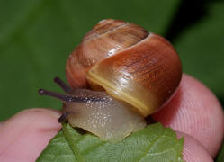 Cepaea hortensis / Garten-Bnderschnecke / Schnirkelschnecken - Helicidae