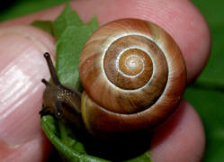 Cepaea hortensis / Garten-Bnderschnecke / Schnirkelschnecken - Helicidae