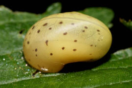 Fruticicola fruticum / Genabelte Strauchschnecke / Strauchschnecken - Bradybaenidae