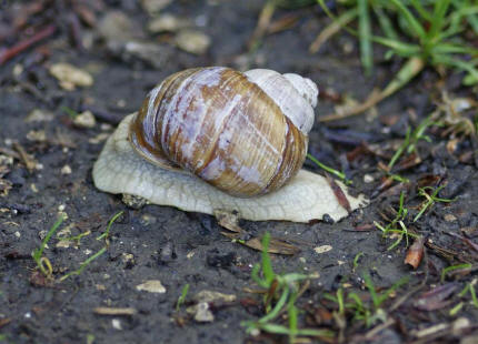 Helix pomatia / Weinbergschnecke