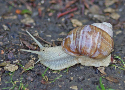 Helix pomatia / Weinbergschnecke