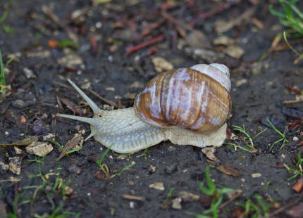 Helix pomatia / Weinbergschnecke