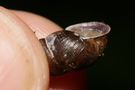 Merdigera obscura / Kleine Vielfraschnecke / Vielfraschnecken - Enidae