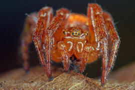 Araneus alsine / Sumpf-Kreuzspinne (auch Erdbeerspinne) / Araneidae - Echte Radnetzspinnen / Ordnung: Webspinnen - Araneae